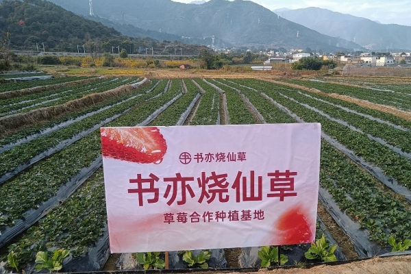 书亦“鲜草莓家族”今冬热销，解析一杯草莓饮品的“新鲜”打法 