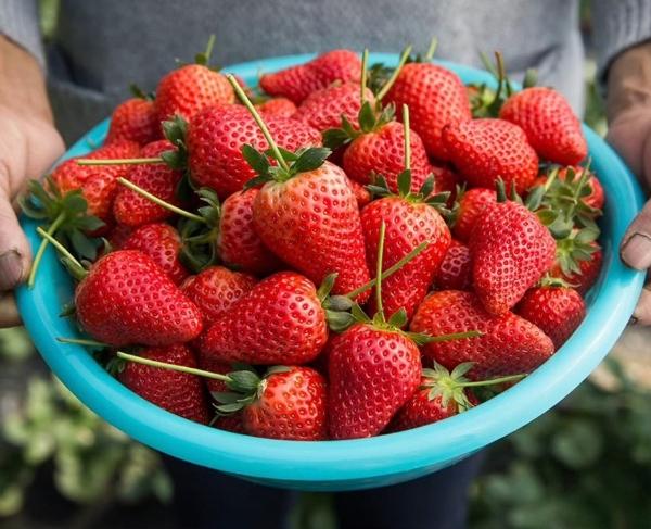 书亦“鲜草莓家族”今冬热销，解析一杯草莓饮品的“新鲜”打法 