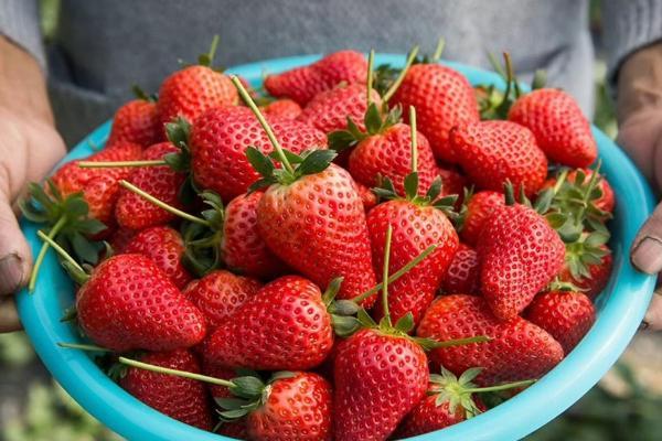 书亦“鲜草莓家族”今冬热销，解析一杯草莓饮品的“新鲜”打法 