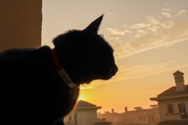 佳能EOS R50 V旅行摄影师的4K Vlog创作必备神器 