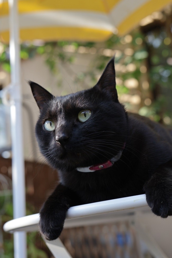 佳能EOS R50 V旅行摄影师的4K Vlog创作必备神器 