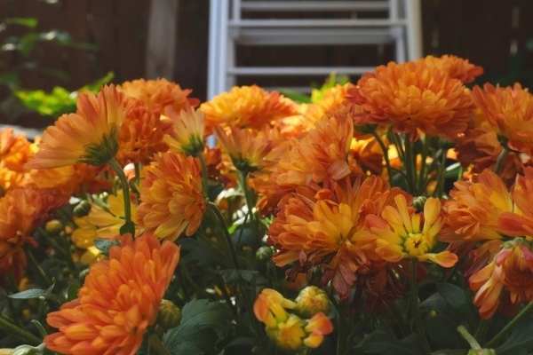 佳能EOS R50 V旅行摄影师的4K Vlog创作必备神器 