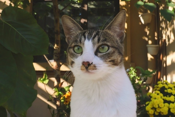 佳能EOS R50 V旅行摄影师的4K Vlog创作必备神器 