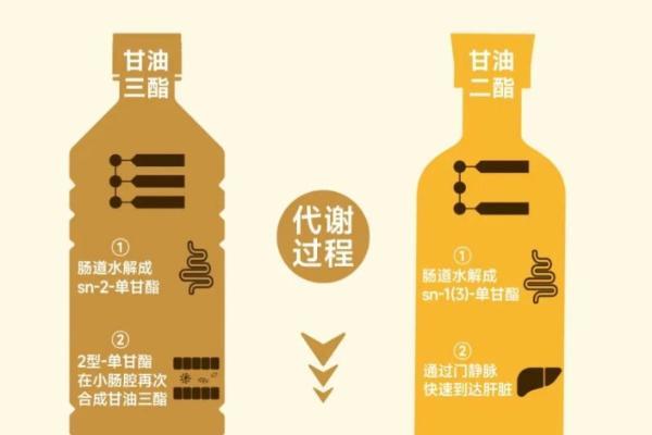 科学守护中老年人健康，爱纯萃甘油二酯食用油为家庭美好生活筑牢基石 