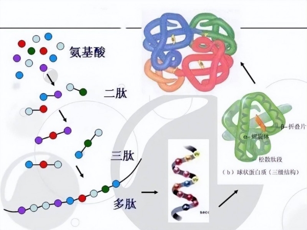 从成分到功效，五个女博士以精准复配实现胶原蛋白肽高效吸收 
