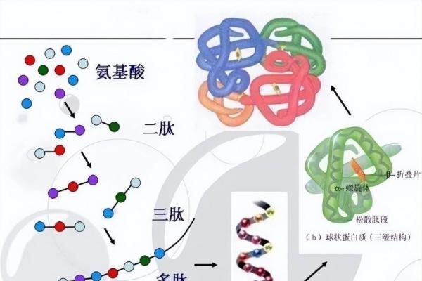 从成分到功效，五个女博士以精准复配实现胶原蛋白肽高效吸收 