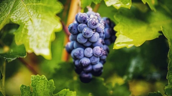 中国酿酒葡萄园碳汇交易首单落地！中粮长城天赋酒庄引领产业“绿色价值”