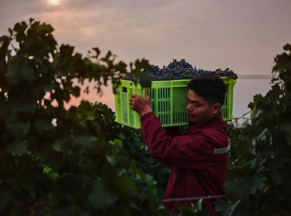 中国酿酒葡萄园碳汇交易首单落地！中粮长城天赋酒庄引领产业“绿色价值”
