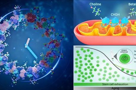  探寻生命密码！景杰生物助力衰老研究入选“2025中国生命科学十大进展” 
