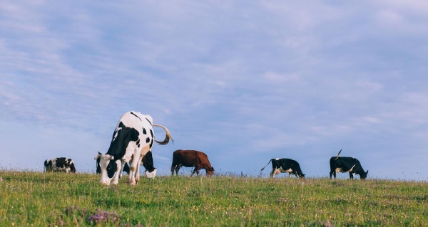  钱大妈“鲜划算”鲜牛奶，打造“一站式新鲜” 