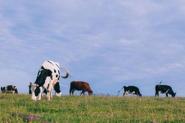 钱大妈“鲜划算”鲜牛奶，打造“一站式新鲜” 