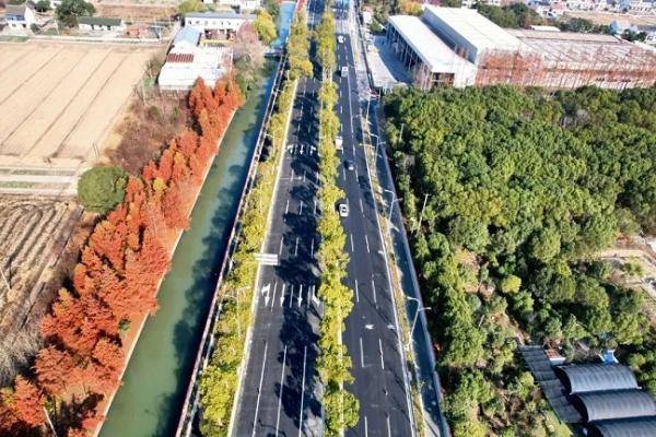 守绿护脉！上海建工G320改建工程保留50年风貌林 