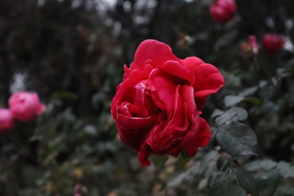 3000元入门微单新标杆 佳能 EOS R100测评 