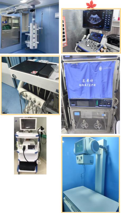 瑞派宠物医生：在纤细骨骼间修复生命裂痕，重筑力量支撑 