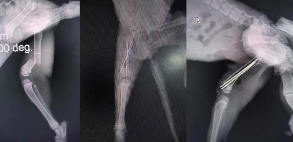 瑞派宠物医生：在纤细骨骼间修复生命裂痕，重筑力量支撑 