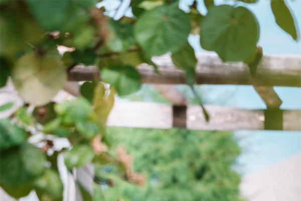 奔向新春：希尔顿马尔代夫阿敏吉里全别墅度假村邀您共启2026“马”上旅程 