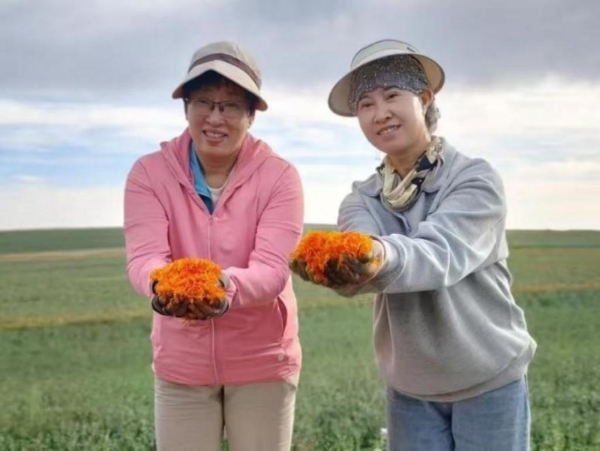 奥特奇蒙药践行道地药材理念，以GAP基地稳定红花原料品质 