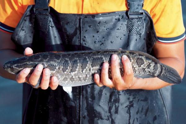 八城同启，暖意相随：椒爱“12店齐开” 书写北方冬日热辣新章 