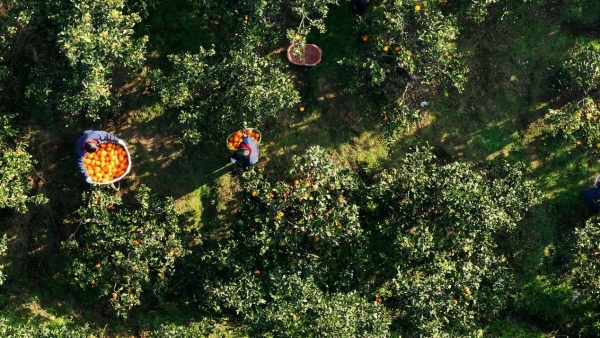 瑞幸秭归落地“万亩脐橙原产地”，携手秭归政府展开助农合作 