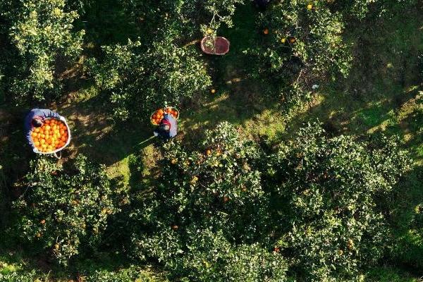 瑞幸秭归落地“万亩脐橙原产地”，携手秭归政府展开助农合作 