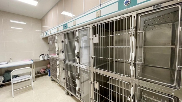 瑞派宠物医生：从全科医师到内科复杂病例“终结者”，跻身国内首批兽医内科专科医师行列 