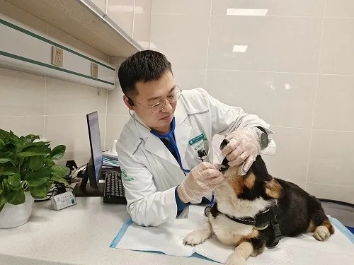 瑞派宠物医生：从全科医师到内科复杂病例“终结者”，跻身国内首批兽医内科专科医师行列 