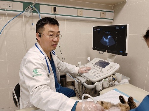 瑞派宠物医生：从全科医师到内科复杂病例“终结者”，跻身国内首批兽医内科专科医师行列 