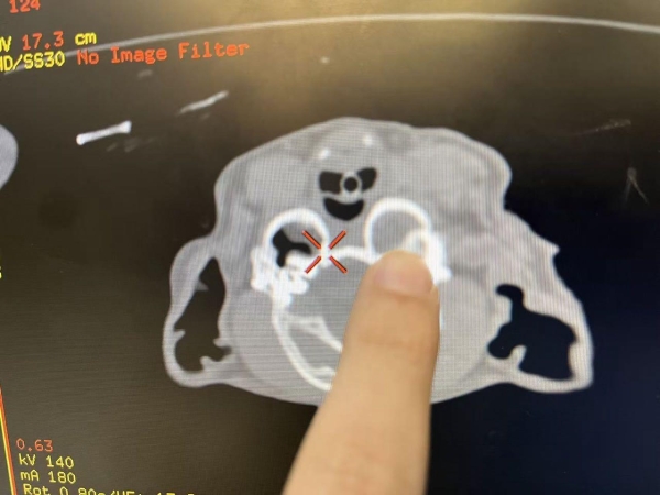 新瑞鹏破解猫慢性耳疾难题，多年顽固性中耳炎病患“欧欧”重获新生 