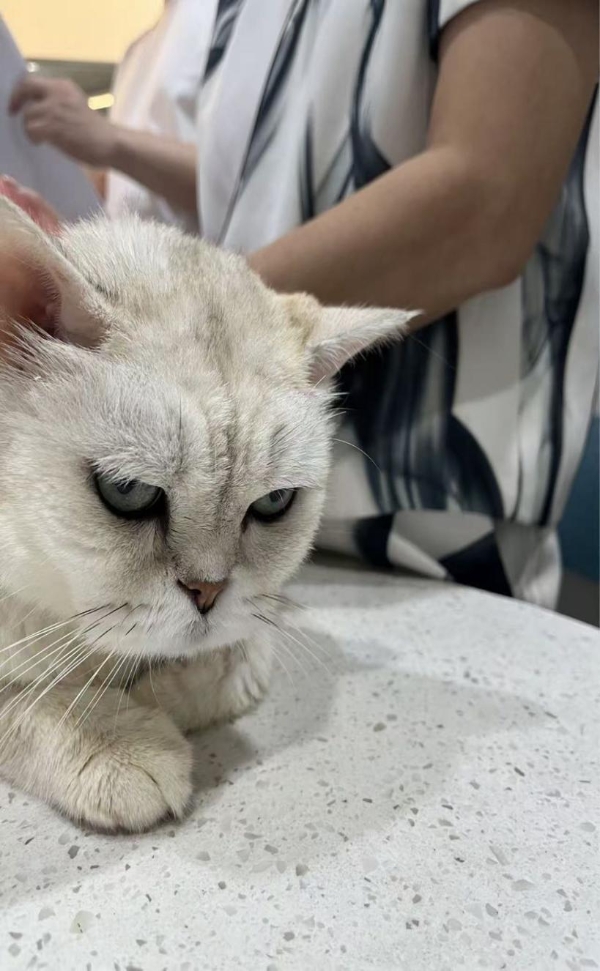 新瑞鹏破解猫慢性耳疾难题，多年顽固性中耳炎病患“欧欧”重获新生 