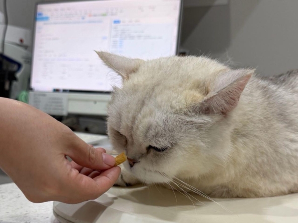 新瑞鹏破解猫慢性耳疾难题，多年顽固性中耳炎病患“欧欧”重获新生 