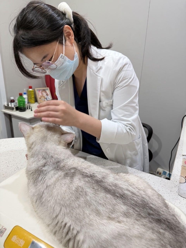 新瑞鹏破解猫慢性耳疾难题，多年顽固性中耳炎病患“欧欧”重获新生 