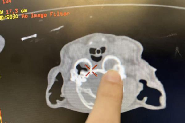 新瑞鹏破解猫慢性耳疾难题，多年顽固性中耳炎病患“欧欧”重获新生 