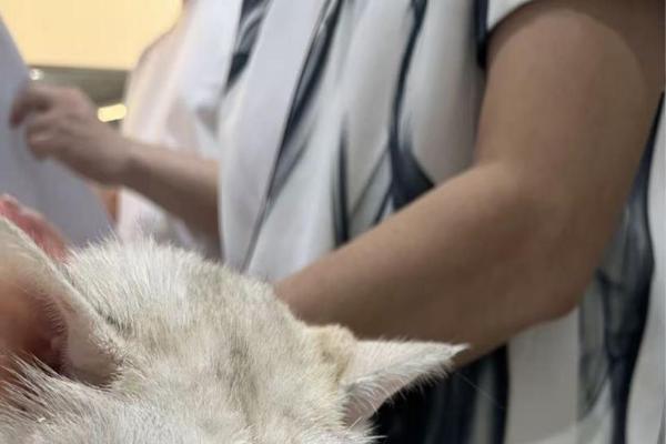 新瑞鹏破解猫慢性耳疾难题，多年顽固性中耳炎病患“欧欧”重获新生 