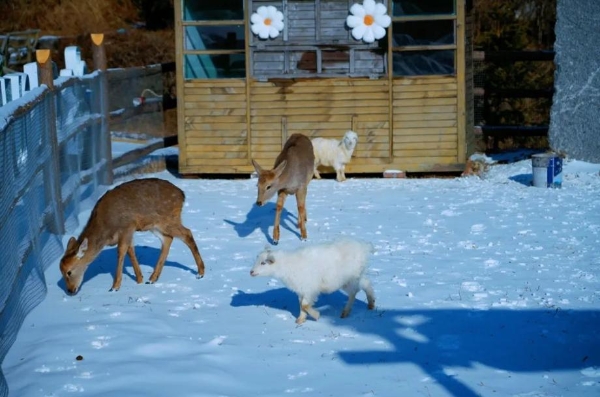 马蜂窝热门榜认证！七星岭国际滑雪场—湖南家门口的冰雪度假目的地