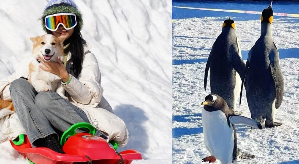 马蜂窝热门榜认证！七星岭国际滑雪场—湖南家门口的冰雪度假目的地
