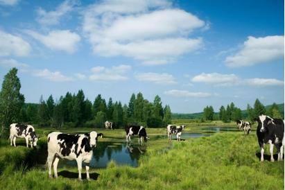 选择珍护淳萃的理由：有机A2β-酪蛋白奶源 vs 普通奶源的关键优势 