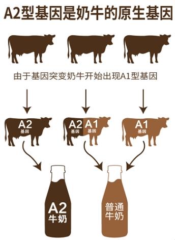 选择珍护淳萃的理由：有机A2β-酪蛋白奶源 vs 普通奶源的关键优势 