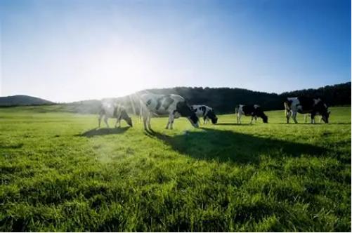  市场热议：珍护源初的档次究竟如何界定？ 