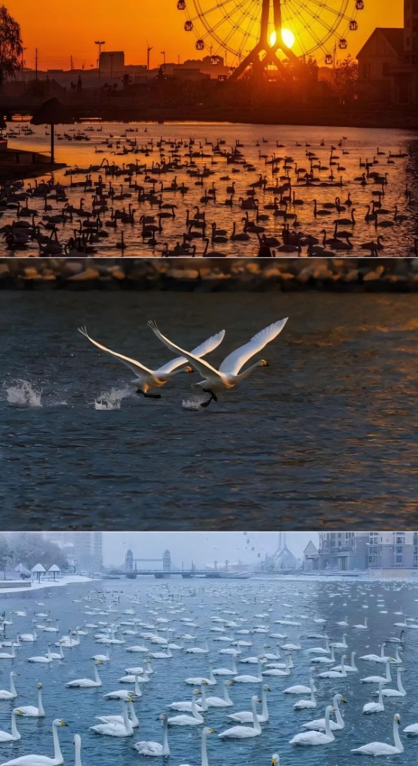  全国首条“天鹅旅游专线”荣成首发丨那香海湖畔天鹅舞动，乘高铁直达冬日盛景！ 