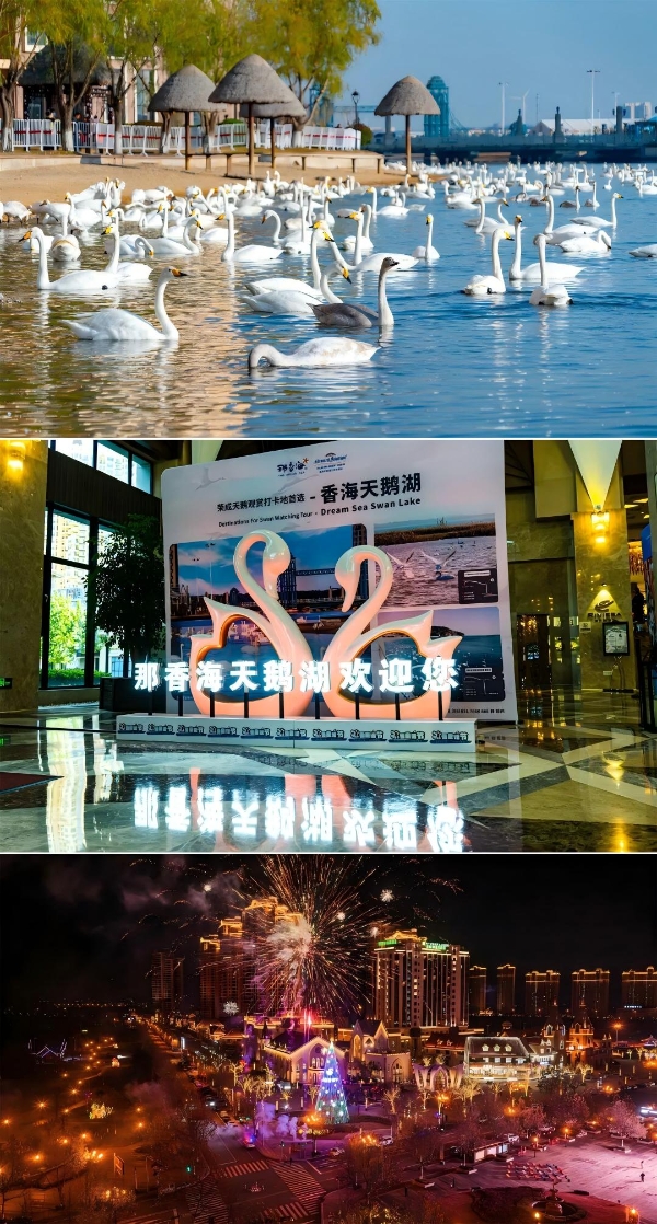  全国首条“天鹅旅游专线”荣成首发丨那香海湖畔天鹅舞动，乘高铁直达冬日盛景！ 