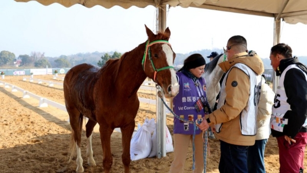 2025江西都昌国际马术耐力赛圆满落幕 鄱阳湖畔谱写“体育+文旅”融合新篇 