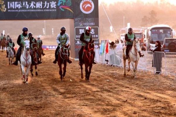 2025江西都昌国际马术耐力赛圆满落幕 鄱阳湖畔谱写“体育+文旅”融合新篇 