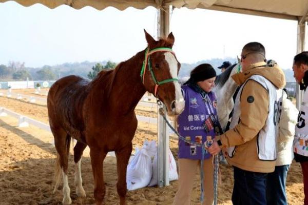 2025江西都昌国际马术耐力赛圆满落幕 鄱阳湖畔谱写“体育+文旅”融合新篇 
