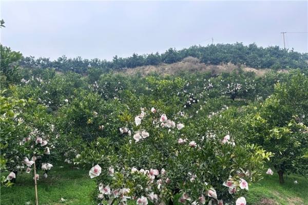  冬日“甜蜜炸弹”来袭！京东生鲜“包园”耙耙柑12月20日源头直发 