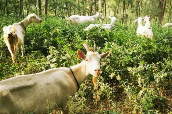 中老年健康焦点：如何应对钙流失与免疫力下降？富硒高钙羊奶粉提供双重守护 