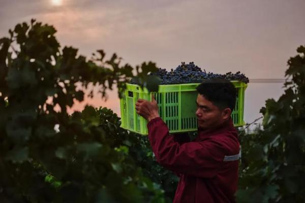 中国酿酒葡萄园碳汇交易首单落地！中粮长城天赋酒庄引领产业“绿色价值”