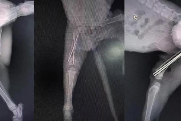 瑞派宠物医生：在纤细骨骼间修复生命裂痕，重筑力量支撑 