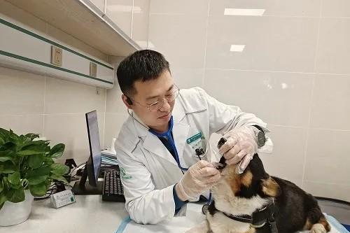 瑞派宠物医生：从全科医师到内科复杂病例“终结者”，跻身国内首批兽医内科专科医师行列 
