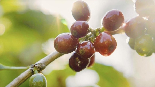 瑞幸云南咖啡豆专列发车，中国咖啡行业驶入“精耕细作”时代 