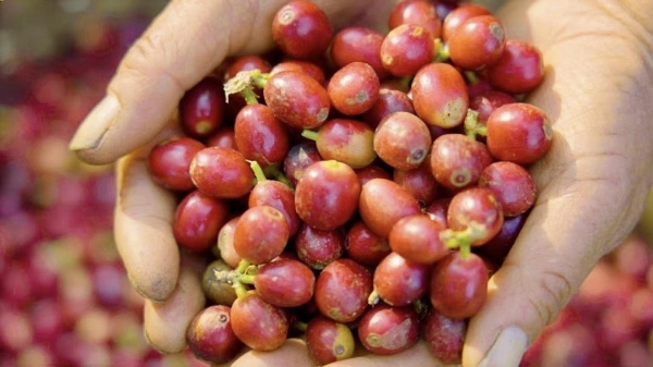 瑞幸云南咖啡豆专列发车，中国咖啡行业驶入“精耕细作”时代 